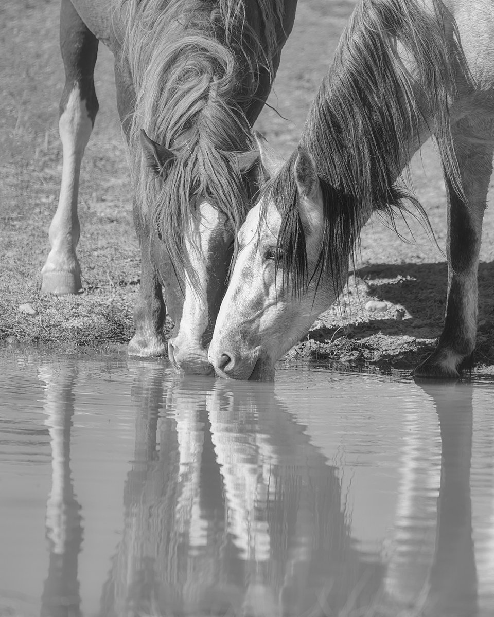 Friends at the Waterhole! Get #FineArtPrints directly from the photographer's website. #SupportIndependentArtists

Here: wildhorsephotographs.com/black-and-whit…

#WildHorses #Horses #BuyIntoArt #FallForArt #Horse #AYearForArt #HomeDecor #HorseLovers #Equine #FineArtPhotography #PhotographyIsArt