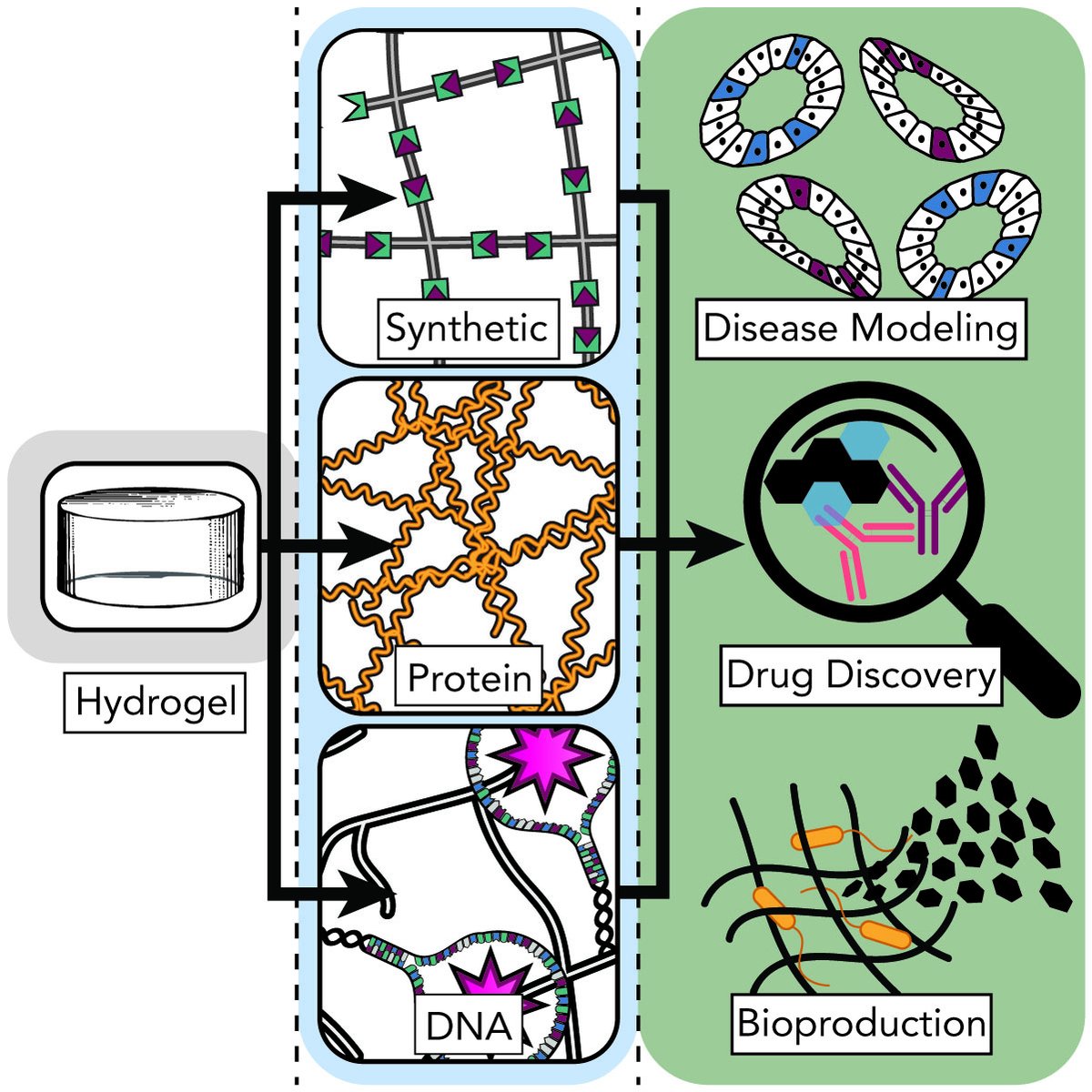 Cole DeForest (@coledeforest) on Twitter photo Our review on “Chemical and Biological Engineering Strategies to Make and Modify Next-generation Hydrogel Biomaterials” is now live in <a href="/Matter_CP/">Matter_CP</a>!
Check it out!
doi.org/10.1016/j.matt…
Congrats to <a href="/GhariosRyan/">RyanGharios</a> and <a href="/ryfran519/">Ryan Francis</a> (2 of our 3 favorite <a href="/UWChemE/">UW Chemical Engineering</a> Ryans in our lab)! Our review on “Chemical and Biological Engineering Strategies to Make and Modify Next-generation Hydrogel Biomaterials” is now live in <a href="/Matter_CP/">Matter_CP</a>!
Check it out!
doi.org/10.1016/j.matt…
Congrats to <a href="/GhariosRyan/">RyanGharios</a> and <a href="/ryfran519/">Ryan Francis</a> (2 of our 3 favorite <a href="/UWChemE/">UW Chemical Engineering</a> Ryans in our lab)!