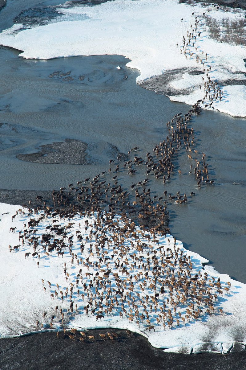 The 23-million-acre Reserve in Alaska’s North Slope is the largest tract of U.S. public land, home to hundreds of species at increased risk due to a warming climate.