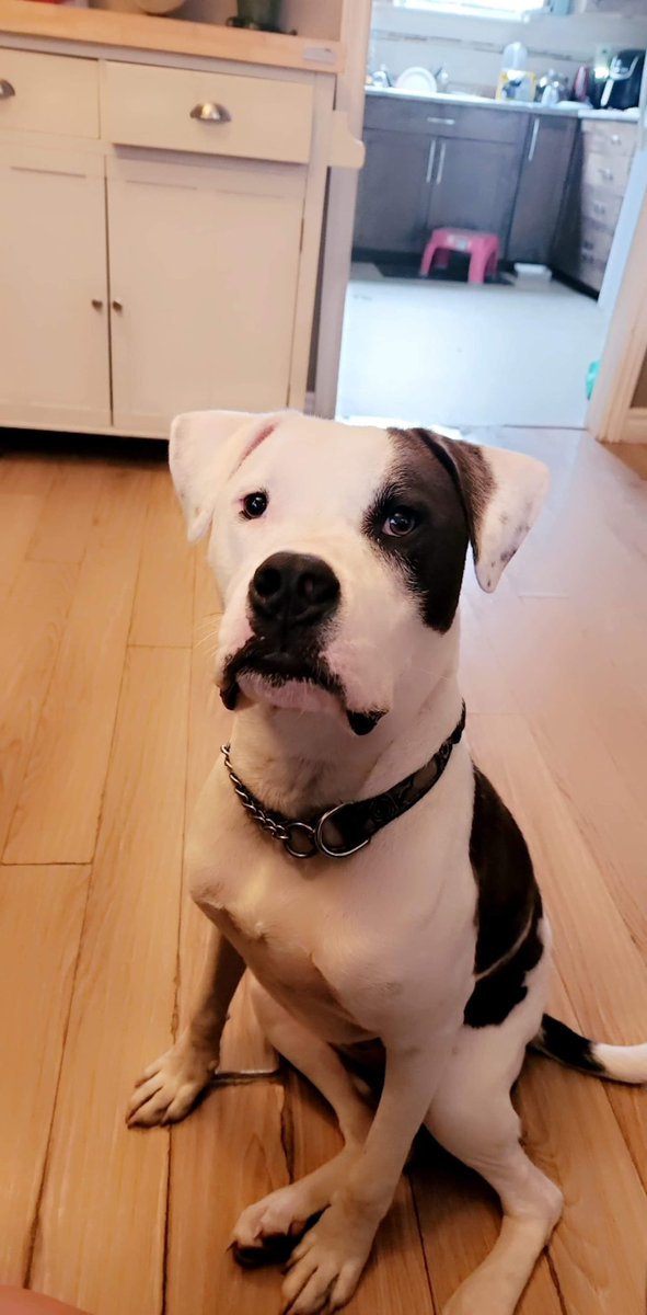 Big Tex is available to foster or adopt 🐶