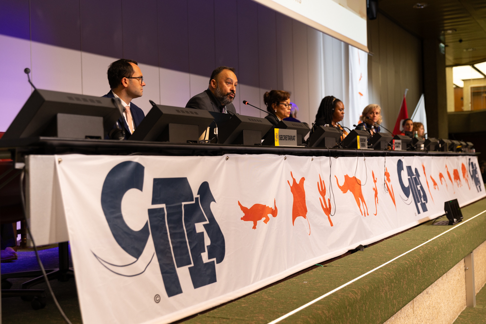 IISD_ENB's tweet photo. Opening #CITESsc77, Secretary-General @IvonneHiguero highlighted major milestones of @CITES' first 50 years

• more than 38,000 species regulated
• 23 million #trade records
• 1.3 billion trade transactions in the past decade

Read➡️ https://t.co/jUc8nlpohy

#EndangeredSpecies https://t.co/OhVcJ2huAL