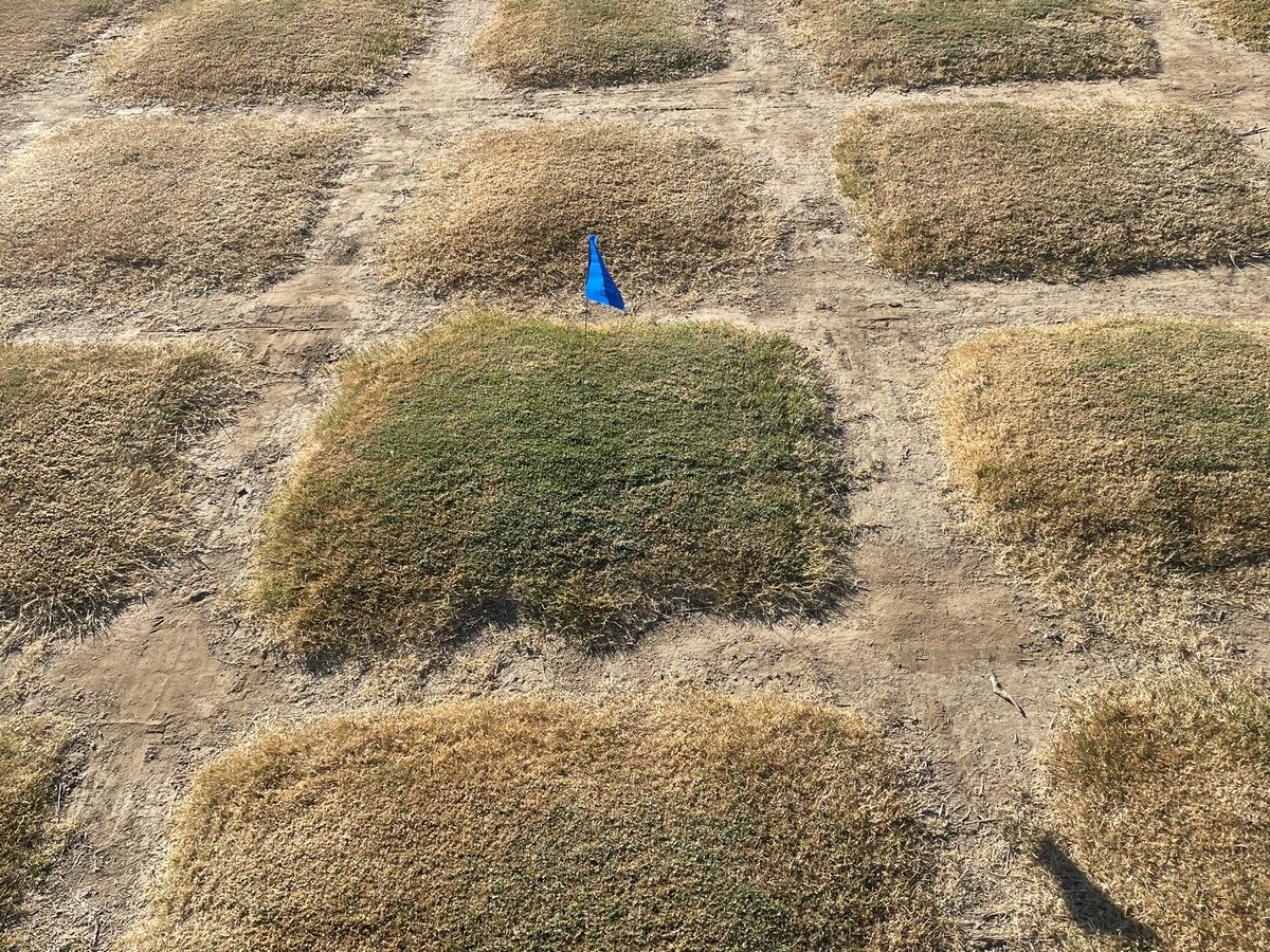 75+ days without irrigation or rainfall. Experimental UCR bermudagrass accessions about 4-5 years from release if all goes well. Long live turfgrass! <a href="/mwdh2o/">MWD of SoCal</a> <a href="/WesternMWD/">Western Water (Western Municipal Water District)</a> <a href="/csbowman/">Christian S. Bowman</a> @MSTurfBreeding <a href="/USGAGrnSection/">USGA Green Section</a>