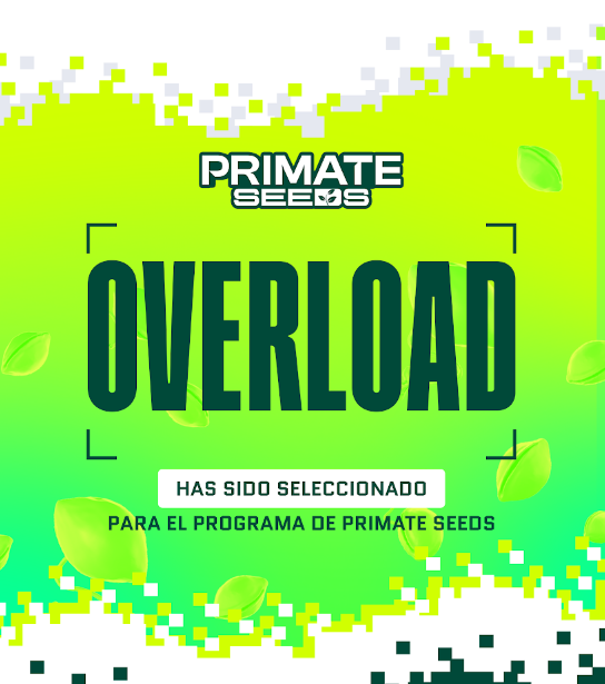 Overload tweet media