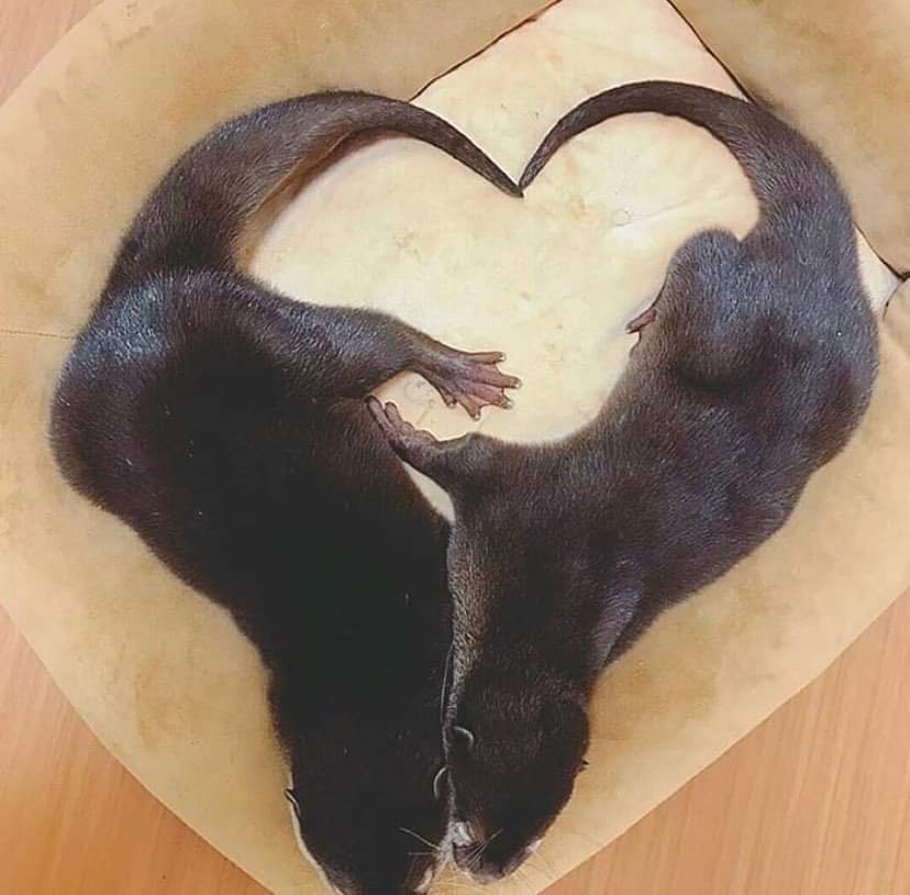 Otter heart ❤️