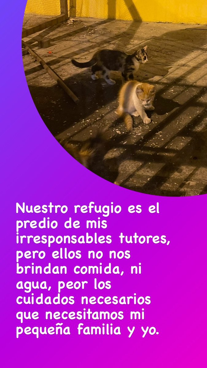Solarroja's tweet photo. ¡Necesitamos de tu ayuda! 
Gatitos de 1 mes en busca de hogar responsable para adopción. 
Por favor, ayúdame compartiendo este post. Se viene la época del niño y ellos están sin resguardo. 
Contactarse vía whatsapp al : 0995324743
#Guayaquil #BienestarAnimal #Ecuador #Guayas https://t.co/GDT9sENPVh