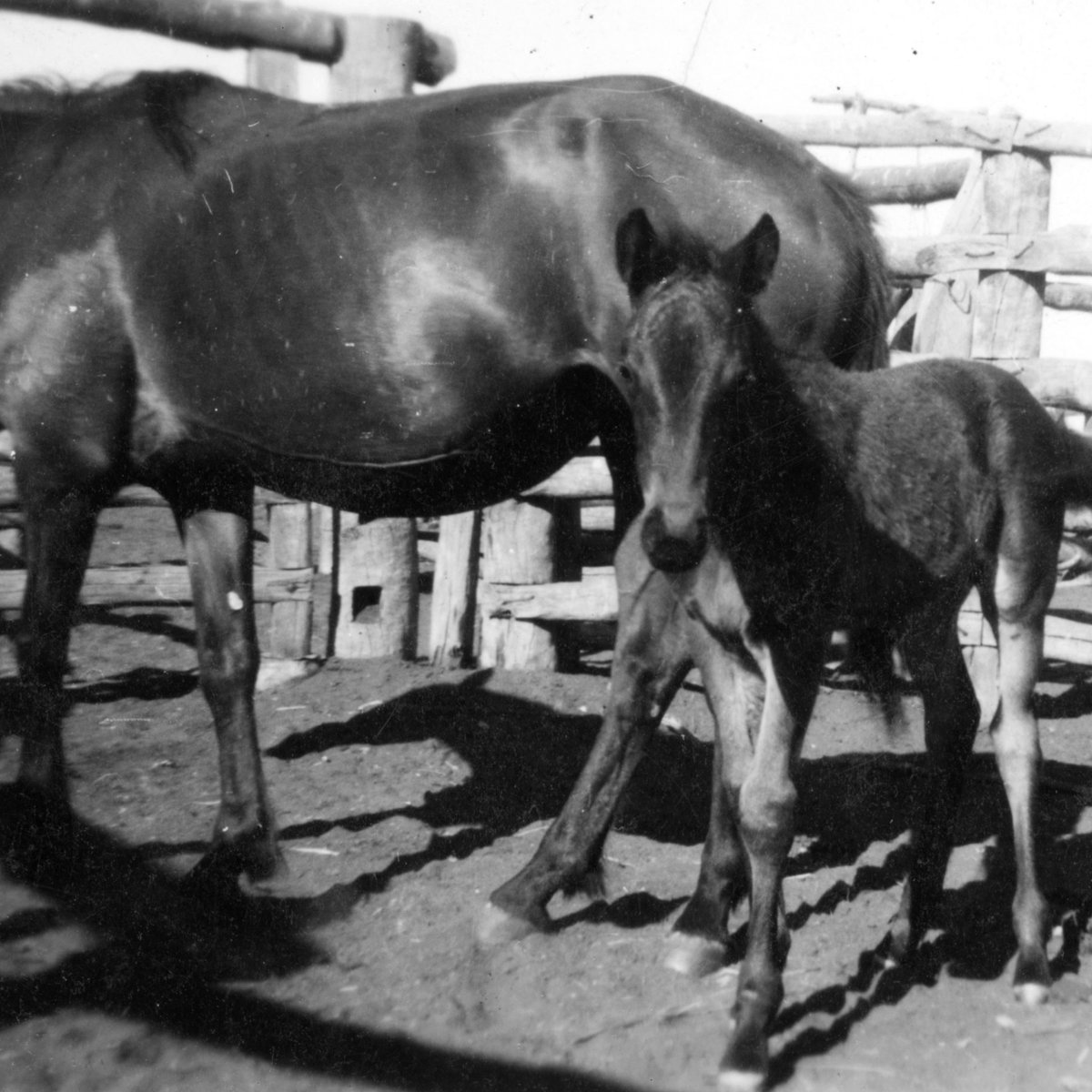 LibArchivesNT's tweet image. It&apos;s Melbourne Cup Day today and whether you&apos;re &apos;Yup to the Cup&apos; or &apos;Nup to the Cup&apos; we can all appreciate the important role these magnificent beasts have played in our history. Learn more at the National Museum of Australia&apos;s website: nma.gov.au/exhibitions/sp…