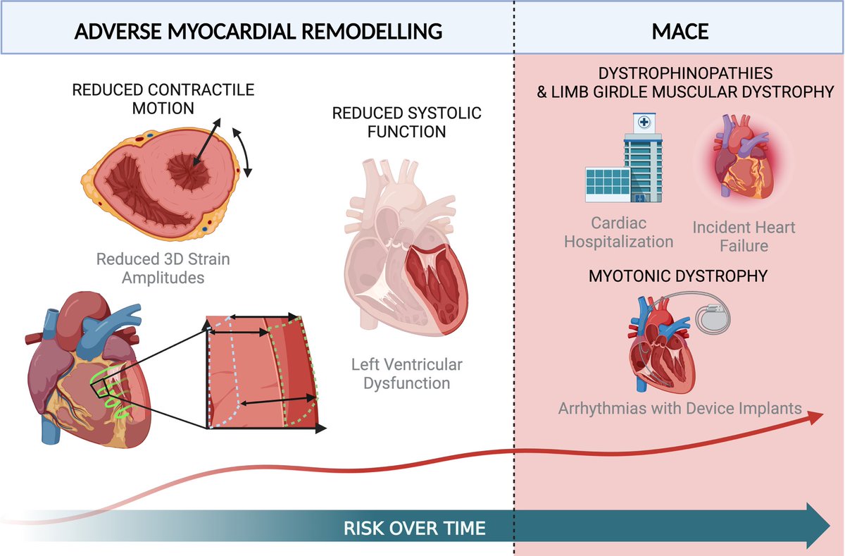 Prognostic Utility of Cardiovascular Magnetic Resonance-Based Phenotyping in Patients With Muscular Dystrophy
pubmed.ncbi.nlm.nih.gov/37929714/