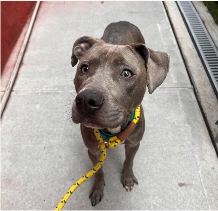 🐾Just over 35 Lbs, 2-y/o Jackson found underweight abandoned in apt after owner evicted. Was darted by police, dart had to be removed & left a wound. Now he is super scared & cowering but trying his best to cooperate. Needs a foster offer by *11/09* nycacc.app/#/browse/185885