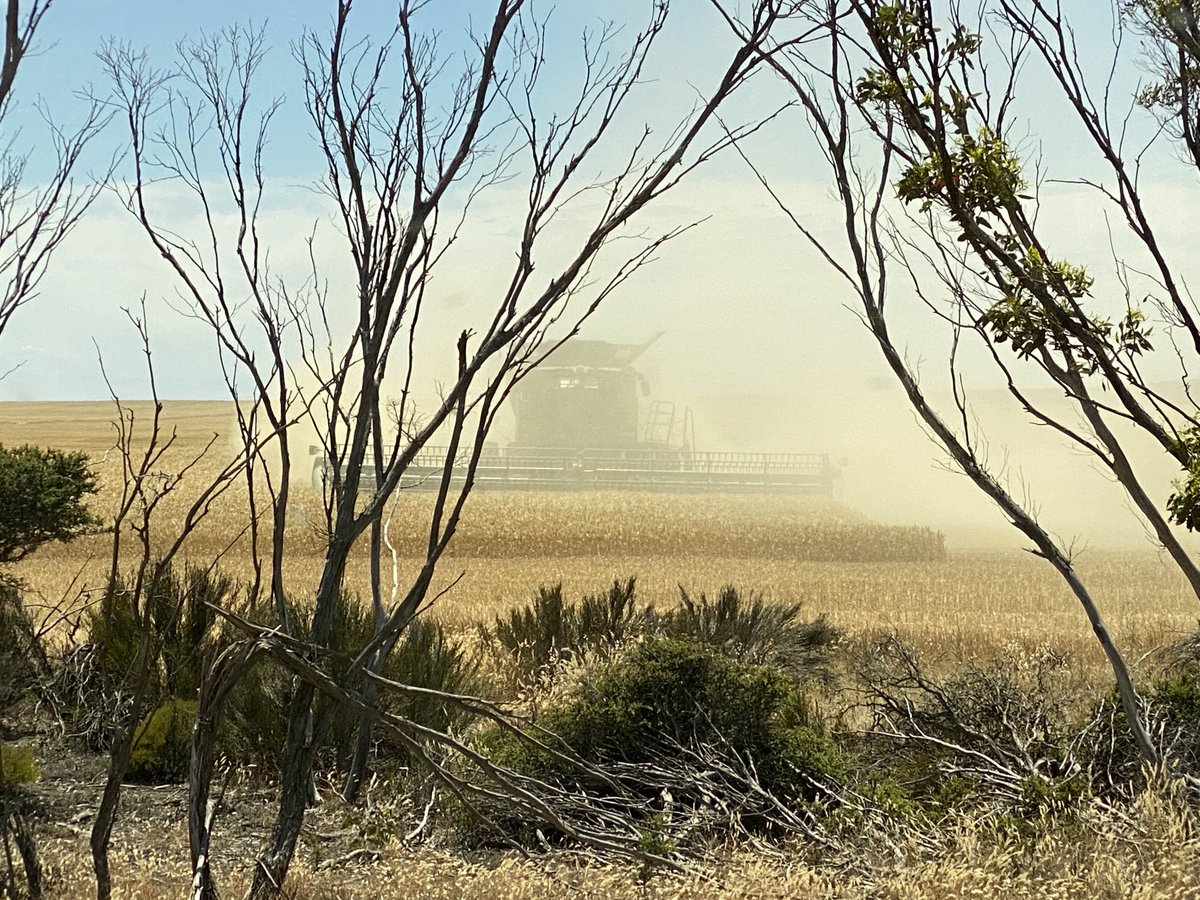 My entry into the #CAAHARVEST photo competition: the closest I ever want to get to such a big a machine with so many moving parts (disclaimer: it’s my photo but not taken this harvest…I just wanted to be part of the action 🤩)