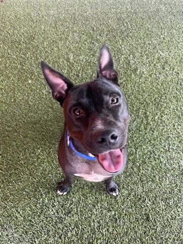 nasrene41's tweet photo. 11/6 #REX is still alive &amp; now at the new shelter! What he really needs is a #ForeverHome! Begging for a #FOSTER before @AdoptMiamiPets kills him. Please #SHARE #PLEDGE #RESCUE #SaveREX #MDAS @kionnemcghee @MayorDaniella @SupportPets @BISSELLPets 
https://t.co/GWmQA4FInE https://t.co/MFxVHfyGFM