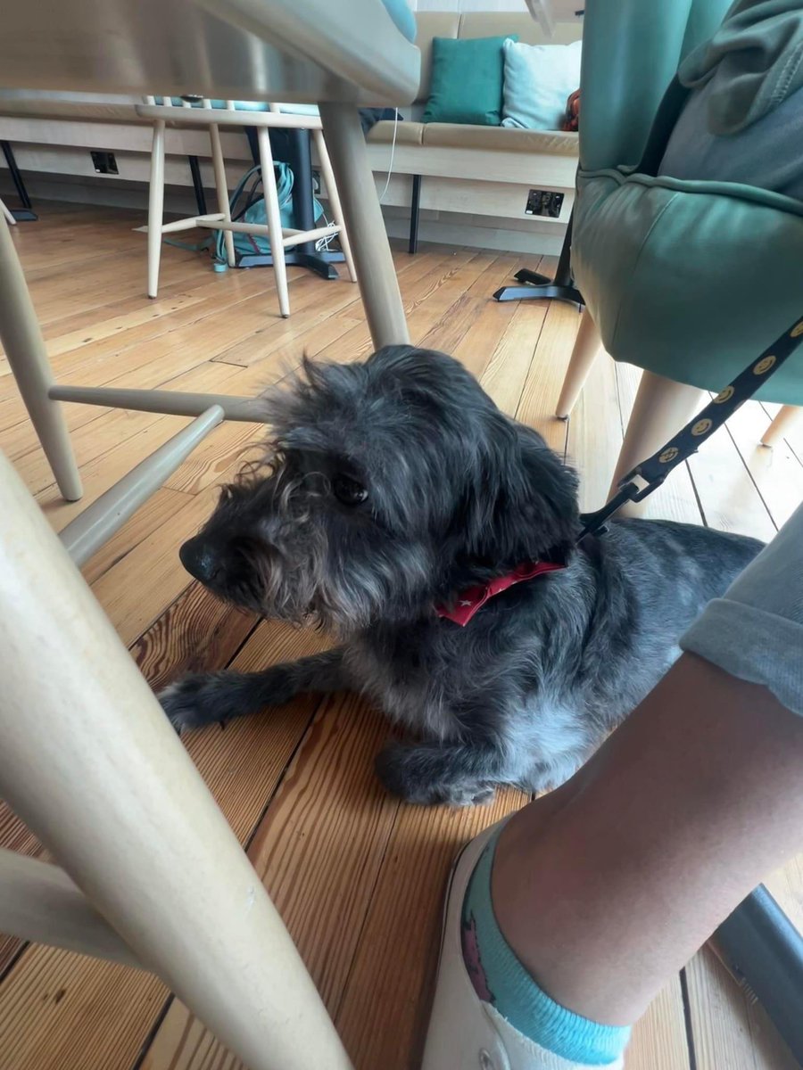rosiedoc666's tweet photo. TSUKI MISSING DUE TO #FIREWORKS π₯ HORNCHURCH ROAD AREA #PLYMOUTH
#MissingDueToFireworks
Ran from back garden after being frightened by fireworks.a nervous dog chipped / red Minnie Mouse collar Pls message me if found TY
@Plymouth_Live @plymouthcc @JacquiSaid @RachaelB100 https://t.co/gfLucAghCC