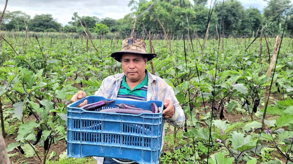 📸A través de las unidades de producción de las y los beneficiarios de #SembrandoVidaHonduras👩🏻‍🌾🧑🏽‍🌾se continúa cosechando productos de calidad, gracias al acompañamiento de las y los extensionistas del proyecto🇲🇽🤝🇭🇳
<a href="/AMEXCID/">AMEXCID</a> <a href="/GSandovalSalas/">Gloria Sandoval Salas</a> <a href="/EguisMonica/">Mónica Pérez Egüis</a>