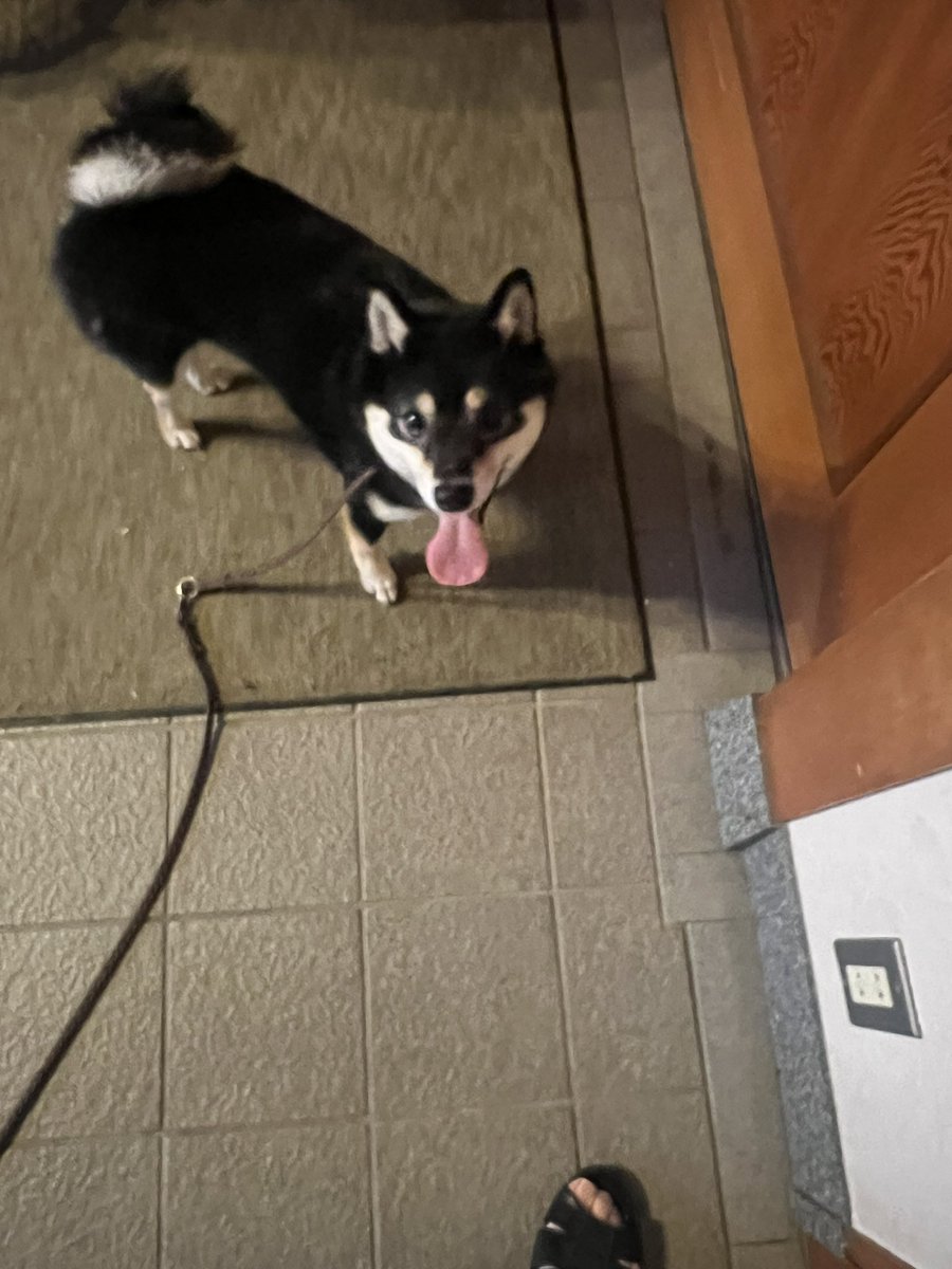 byohdohji's tweet photo. 迷い犬
お寺の近くを歩いていました
8時15分ごろです
飼主さん、お心当たりの方はご連絡ください。
不明門通高辻あたりを歩いておりました https://t.co/pEEM5LlkGV