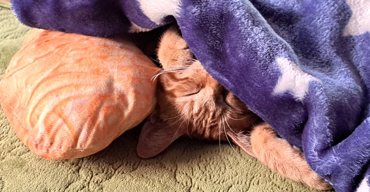 CuteCatRum's tweet photo. 爆睡中🐈️zzZ
一晩中ずっと遊んでいたﾆｬﾝ😺🎵🐾
ママは睡眠不足…ごめんﾆｬﾝ😿
#茶トラ #猫好きさんと繋がりたい https://t.co/KBUhnlUEAE