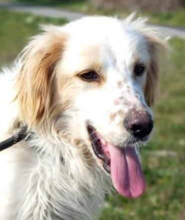 Aiko  Zeit für eine eigene Familie (Hund) dlvr.it/SyTWBz