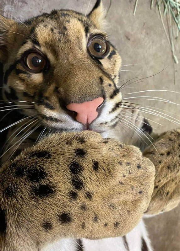 flora_manar's tweet photo. Cute little clouded leopard, looks adorable #wildlife 
#wildlifephotography https://t.co/XuB07Jpv02