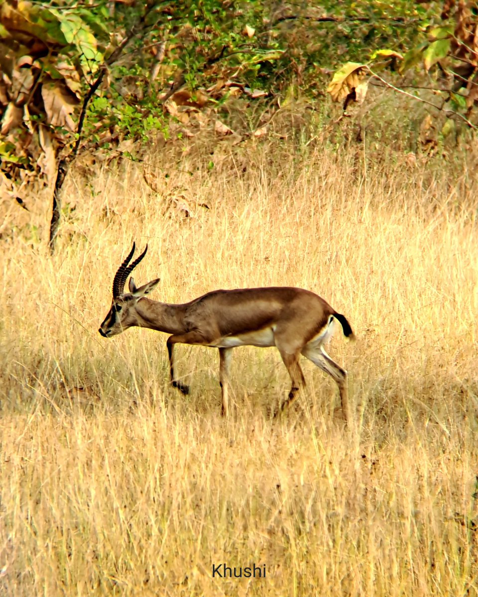 wii_india's tweet photo. 19th batch MSc Wildlife Science - (Wildlife Techniques Exercise -Day 9, 06/11/2023): Last day for the tour in Panna and interesting observations clicked by the students.
@wii_india @mpforestdept @moefcc @vrtiwari1 @kramesh95 @himalayanwolf1
@lifeofawild @PannaTigerResrv https://t.co/EfxHPjF4P3