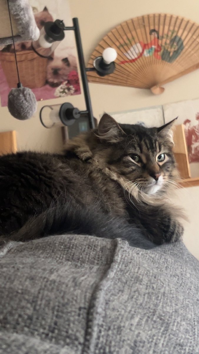 Mommii iz siick soh ian keep miine eyez on da mommii as resiident fluff boii mommii nurse Mikku #CatsOfX #CatsOfTwitter