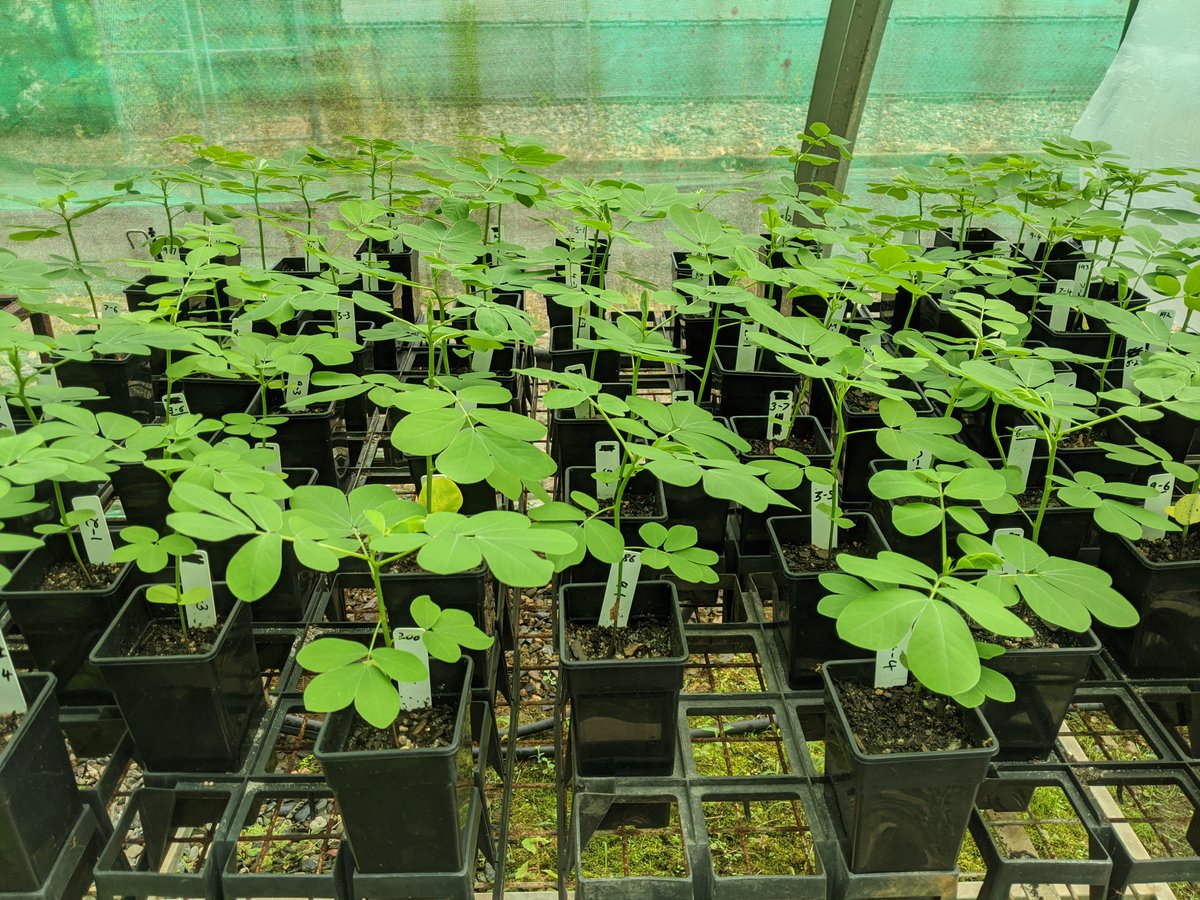 James Cook Uni (@jcu) on Twitter photo 🌿JCU will place itself on the frontlines of Australia’s tropical biosecurity efforts with plans to build a $580,000 quarantine glasshouse facility.
<a href="/plant_ecology/">Daniel Montesinos</a> <a href="/Lori_Lach/">Dr Lori Lach</a> <a href="/SusanGWLaurance/">Dr Susan Laurance</a> <a href="/aust_trop_herb/">Australian Tropical Herbarium</a>
📄👉shorturl.at/eCPW9 🌿JCU will place itself on the frontlines of Australia’s tropical biosecurity efforts with plans to build a $580,000 quarantine glasshouse facility.
<a href="/plant_ecology/">Daniel Montesinos</a> <a href="/Lori_Lach/">Dr Lori Lach</a> <a href="/SusanGWLaurance/">Dr Susan Laurance</a> <a href="/aust_trop_herb/">Australian Tropical Herbarium</a>
📄👉shorturl.at/eCPW9