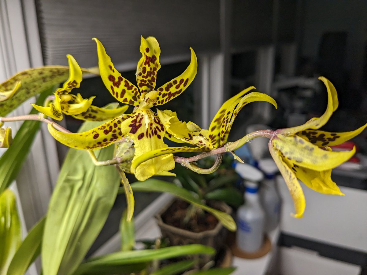 When you come back from #ASHG23 to hugs and cute/silly cards, amazing espresso, and your orchid blooms opening 24 hours later, it makes for a nice homecoming.