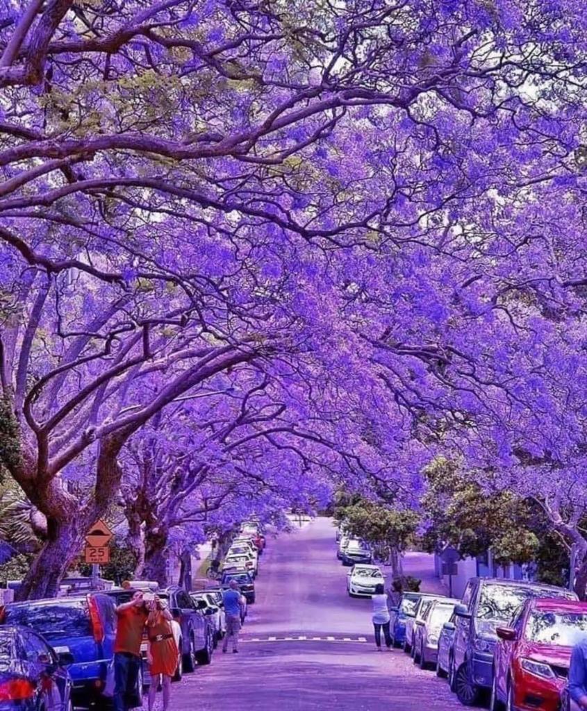 james_spir19274's tweet image. Jacarandas @milsonsPtSyd