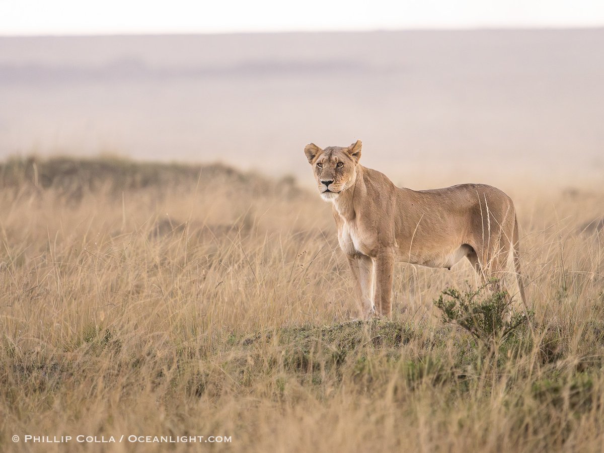 PhilColla's tweet photo. Marsh Pride lioness at dusk, Kenya https://t.co/Jv6Qwz3KcC