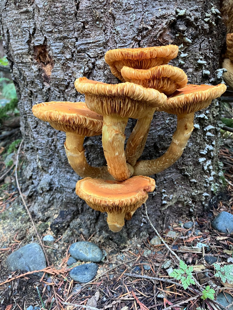 nicoledalmer's tweet photo. To #mycophiles and #mycologists - can you please help me determine what type of #mushroom (found on Vancouver Island) this is? 🍄 https://t.co/Ys8x5PX4PC