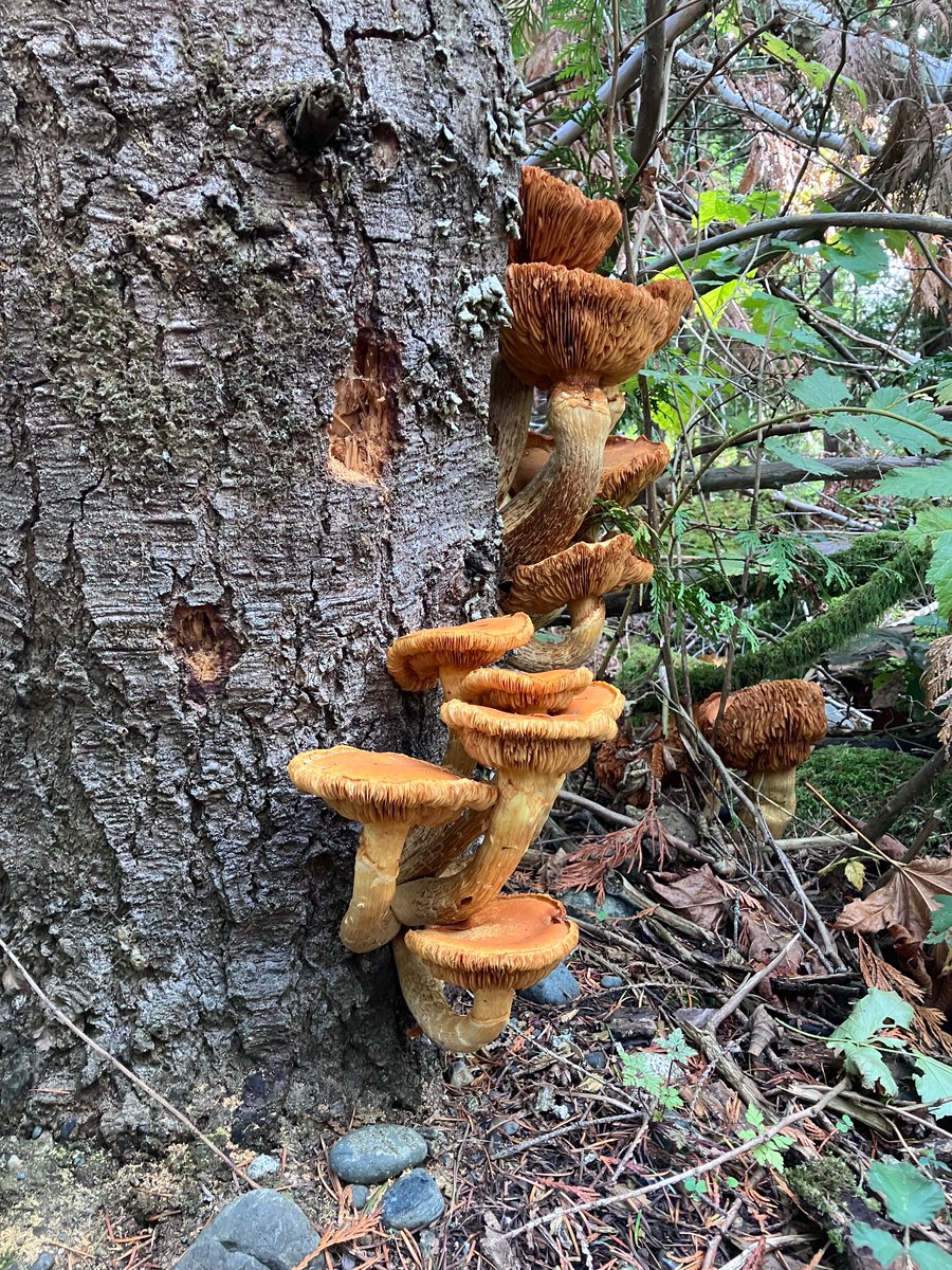 nicoledalmer's tweet photo. To #mycophiles and #mycologists - can you please help me determine what type of #mushroom (found on Vancouver Island) this is? 🍄 https://t.co/Ys8x5PX4PC