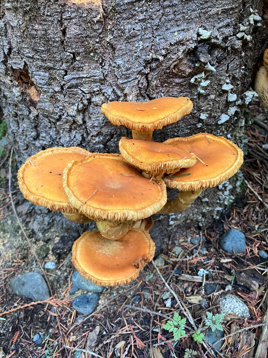 nicoledalmer's tweet photo. To #mycophiles and #mycologists - can you please help me determine what type of #mushroom (found on Vancouver Island) this is? 🍄 https://t.co/Ys8x5PX4PC