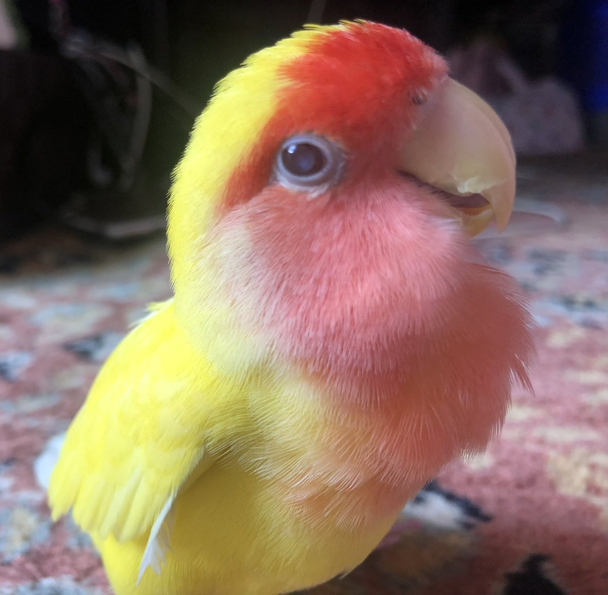 Saezuributori's tweet photo. 21歳まで生きた小桜インコピーちゃんが今日虹の橋を渡りました。

私が子供の頃からずっと一緒で姉弟みたいな存在でした。
沢山の思い出をありがとう🐤
今は涙でぐちゃぐちゃで文章書けないので落ち着いたらまたゆっくり書きます https://t.co/zs7Jz1SC9r