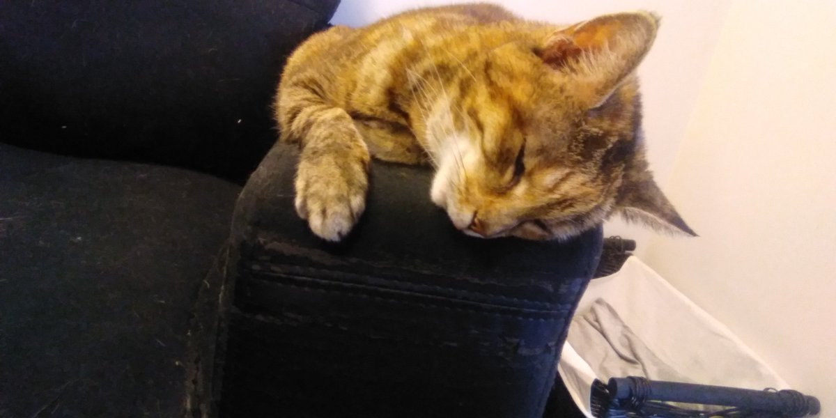 tka1982's tweet photo. @equikimmy Goodbye little cat,from Toluk and Rick ❤🇳🇿 https://t.co/70SklzW7fP