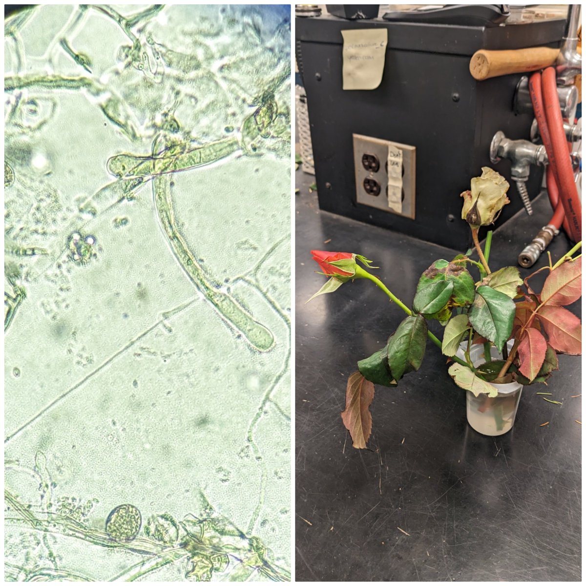The romanticism for a plant diagnostician is when powdery meets downy on a rose! #osuplantpath