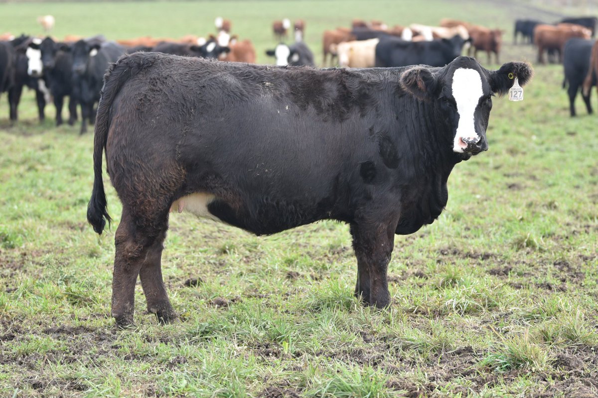 Our TOP CUT commercial bred hfr sale is this Sat at 1pm at Maple Hill Auctions, Hanover. Within our 200 on offer, will be 75 blk angus and blk sim, solid, blazed and brockle faced hfrs including this one! Online bidding with DLMS. Sale lot videos will be posted on Friday.