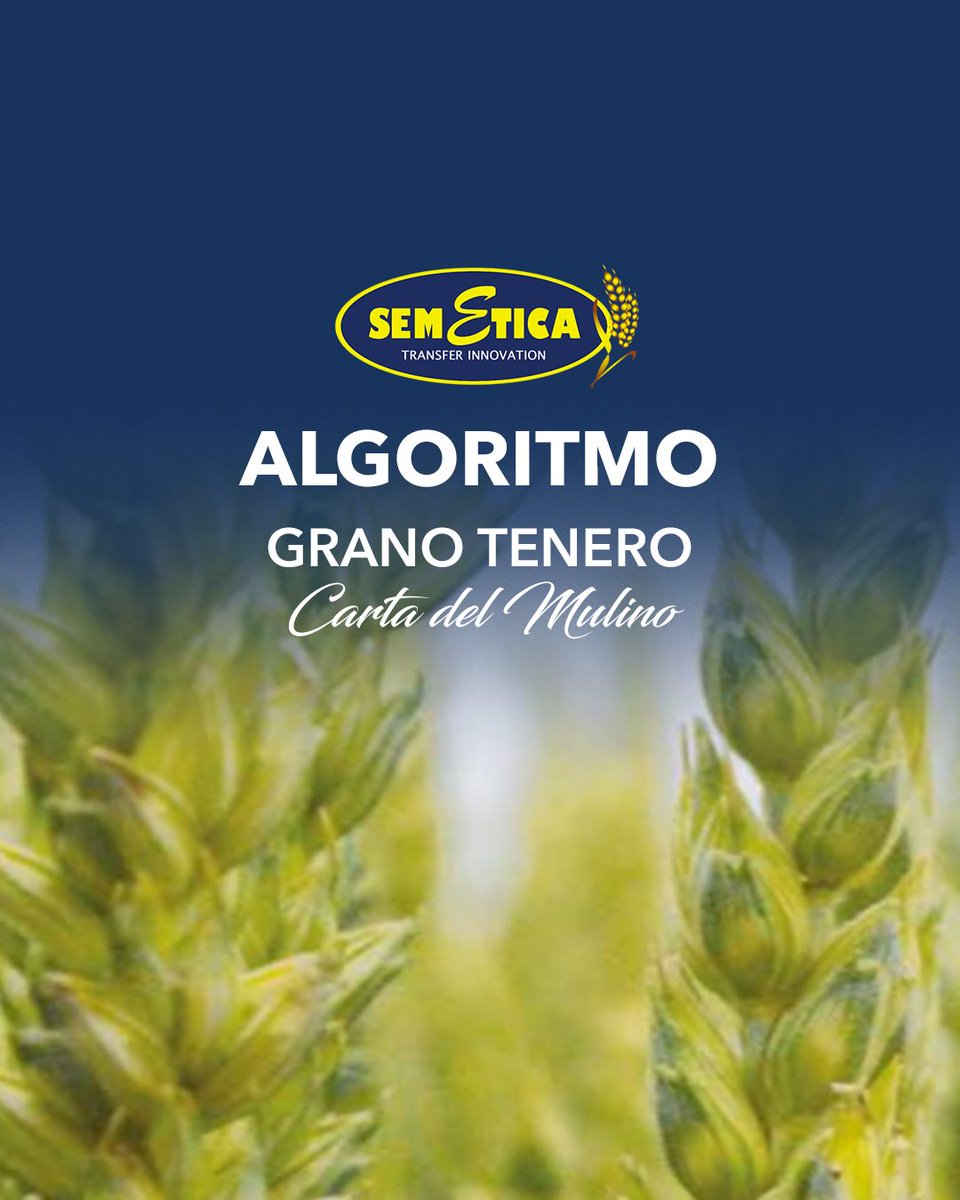 SEMETICAsrl's tweet photo. 🌾 ALGORITMO
• Alternatività - SEMI ALTERNATIVO
• Precocità - MEDIA
• Resistenza al freddo - RESISTENTE
• Allettamento -  RESISTENTE
• Altezza pianta - MEDIO ALTA
• Tipo di spiga - MUTICA
#semetica #granotenero #algoritmo #semegrano #produzionesementi #cartadelmulino #seme https://t.co/xlRPUn1inZ