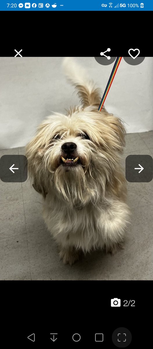 💞Chase💞
#NYCACC #185129 5y
▪️Urgent MD 🚑
Worsening CIRDC, likely pneumonia.
Shy lil guy w strangers, quickly turns into goofy, affectionate, couch potato. Playful, loves squeaky toys, balls.
Needs loving, N.East #Foster, 4 MD, 2  decompress, as only pet.
Pls #pledge
💞Chase