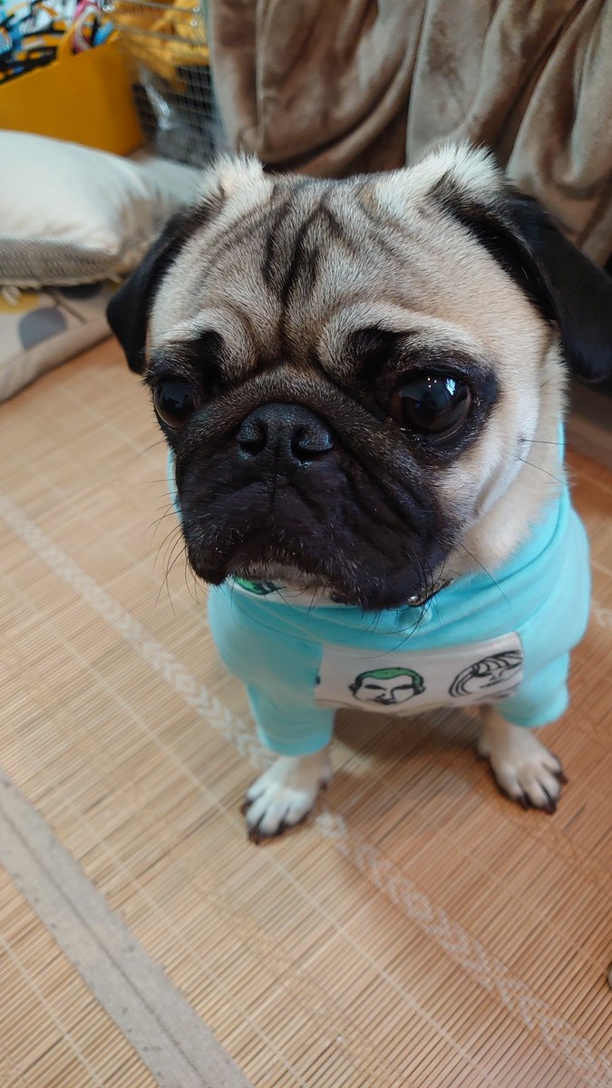 パグのかっちゃん (@pugpug20210127) / Posts / X