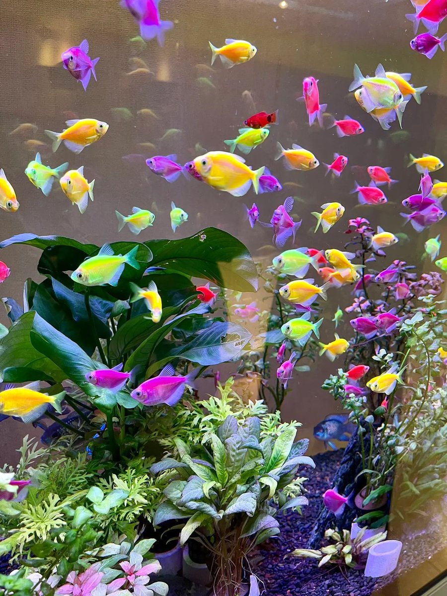 s_elfexpression's tweet image. The idea of fish farming was born 😂😂😂😂