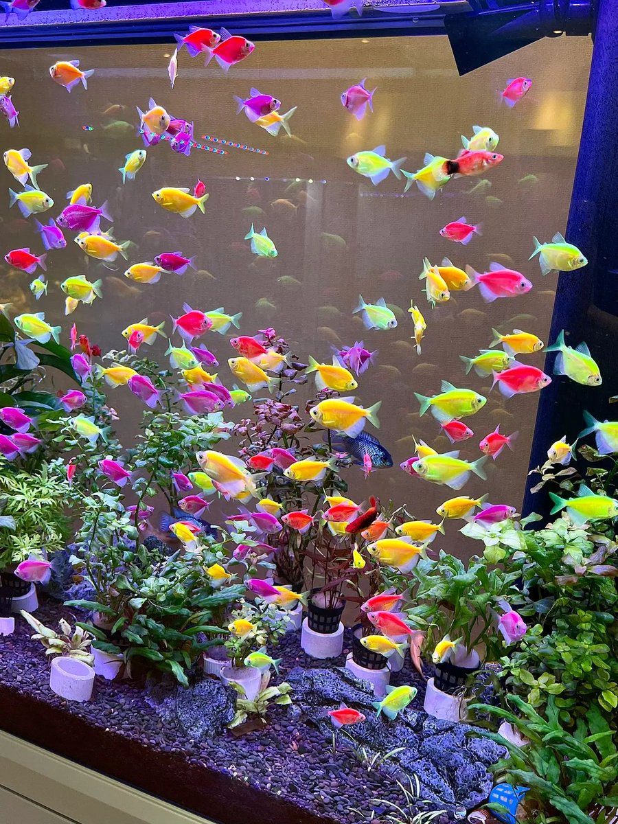 s_elfexpression's tweet image. The idea of fish farming was born 😂😂😂😂