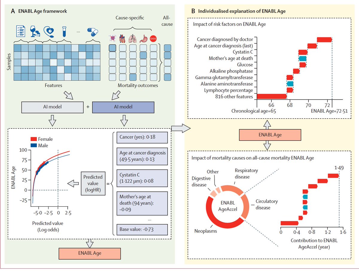 Eric Topol (@erictopol) on Twitter photo Using #AI to interpret and explain biological age at the individual level
thelancet.com/journals/lanhl… <a href="/LancetLongevity/">The Lancet Healthy Longevity</a>
<a href="/weiqiu55/">Wei Qiu</a> <a href="/mkaeberlein/">Matt Kaeberlein</a> <a href="/HughChen18/">Hugh Chen</a> <a href="/suinleelab/">Su-In Lee</a> <a href="/uwcse/">Allen School</a> Using #AI to interpret and explain biological age at the individual level
thelancet.com/journals/lanhl… <a href="/LancetLongevity/">The Lancet Healthy Longevity</a>
<a href="/weiqiu55/">Wei Qiu</a> <a href="/mkaeberlein/">Matt Kaeberlein</a> <a href="/HughChen18/">Hugh Chen</a> <a href="/suinleelab/">Su-In Lee</a> <a href="/uwcse/">Allen School</a>