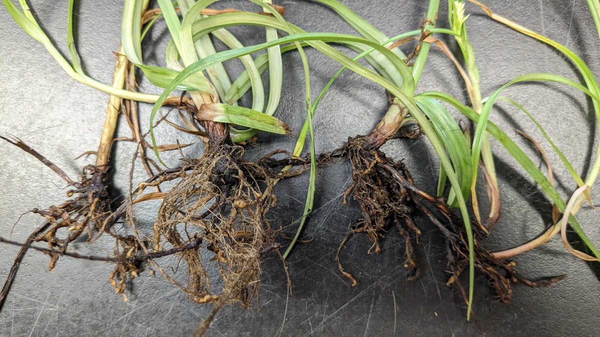 Hung Bui (@bxhungdhct) on Twitter photo Purple nutsedge's roots were loaded with root-knot nematodes.
<a href="/UFGulfCoastNema/">UF Vegetable & Fruit Nematology</a> Purple nutsedge's roots were loaded with root-knot nematodes.
<a href="/UFGulfCoastNema/">UF Vegetable & Fruit Nematology</a>