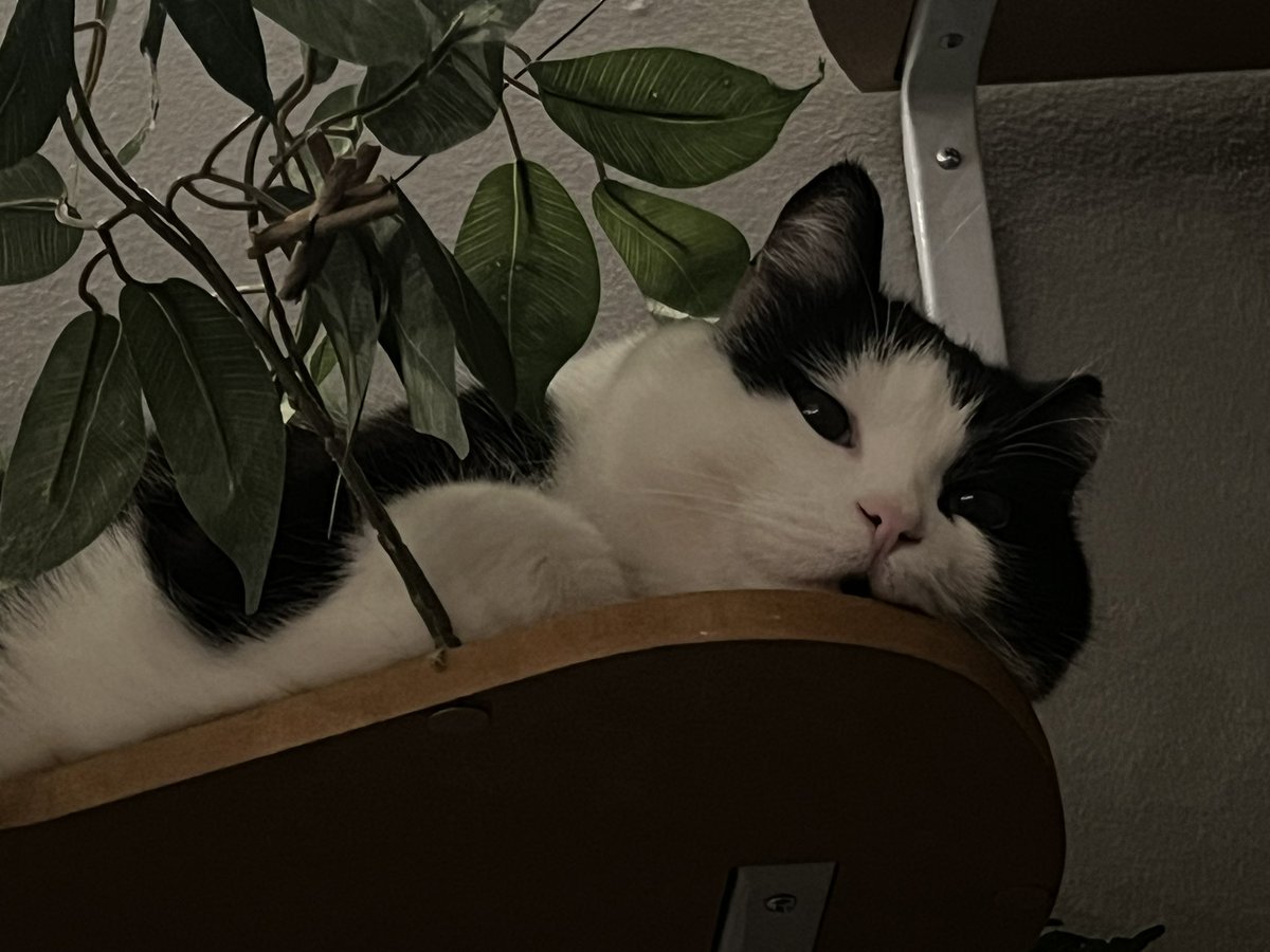 AdoAllison's tweet photo. @marebearlive Send all of the best vibes your way, and probably way more kitty pics ✨ https://t.co/QCt7JyTNEM