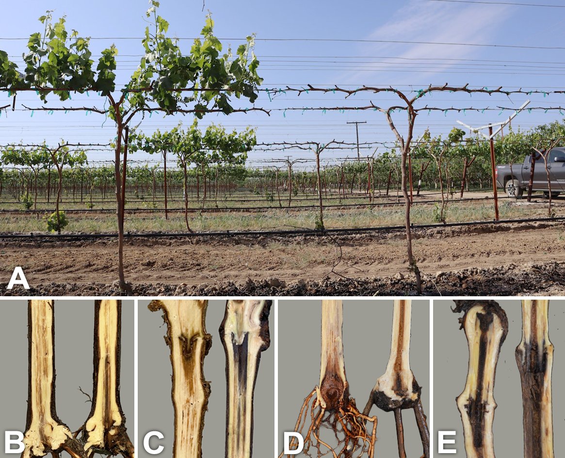 Marcelo Bustamante tweet media