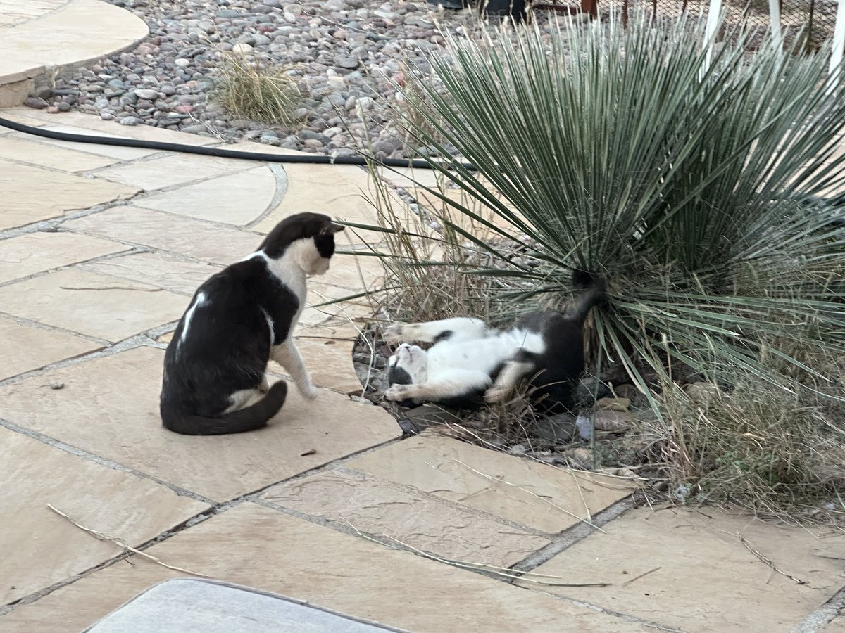 Charles “Chuck” Finley and Larry Purrsmore recreating a deleted scene from #BurnNotice (probably).

#spygames #cats

We’ve been working to create a weird Maine/Florida vibe out here around the pool, so it is obvious I must build these two their very own “Meowami Beach”, right? 😅