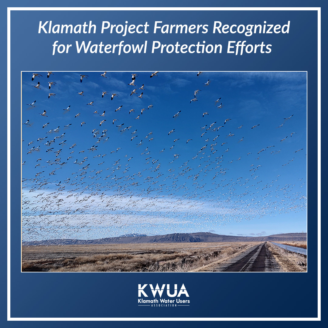 Tulelake Irrigation District has been acknowledged for its vital role in averting a deadly aviary outbreak, a reminder often overlooked of the crucial role of agricultural communities' role in providing and protecting wildlife habitat. ducks.org/newsroom/local…

#healthyecosystems