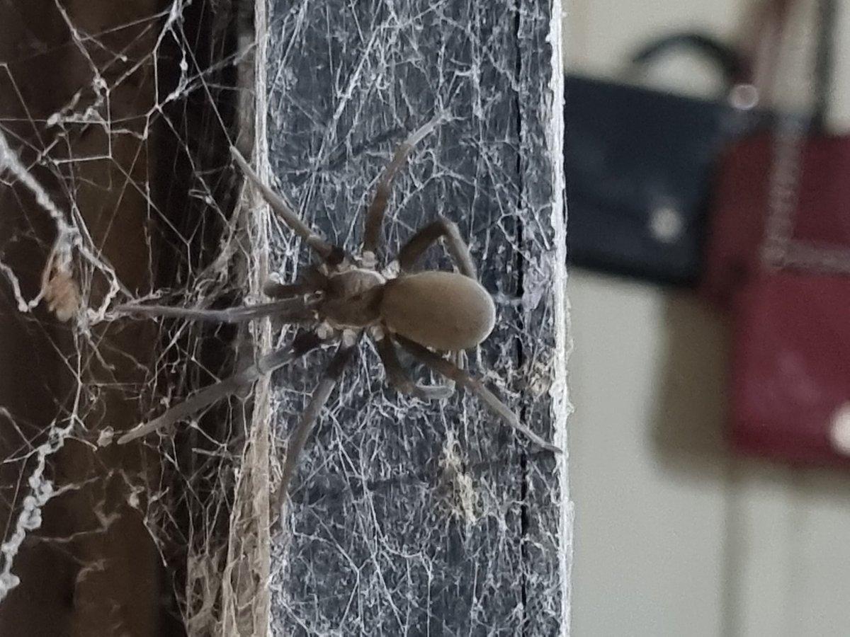 Ellisys_'s tweet photo. Que aranha é essa? https://t.co/TuOVB04310