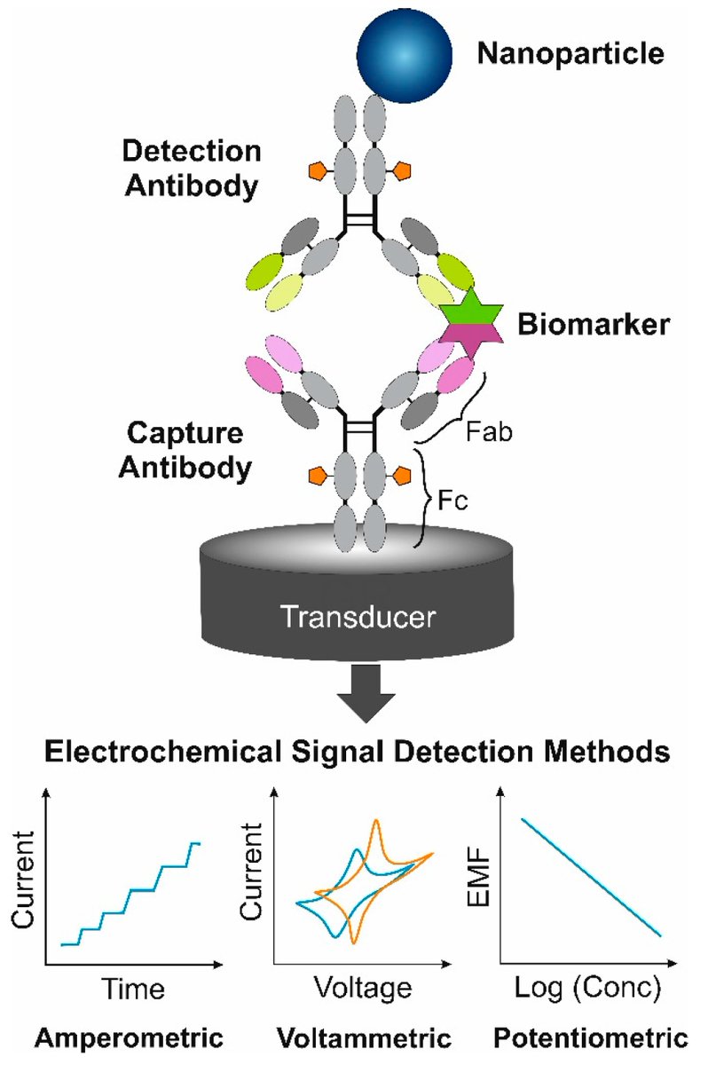 chemosens_MDPI's tweet image. #Review Highly-Cited Paper
Metal Nanoparticle and Quantum Dot Tags for Signal Amplification in Electrochemical #Immunosensors for #Biomarker Detection by Anton Popov et al. 

👉mdpi.com/2227-9040/9/4/…

@MDPIOpenAccess @VU_LT

#Metal #nanoparticles #quantum #electrochemical