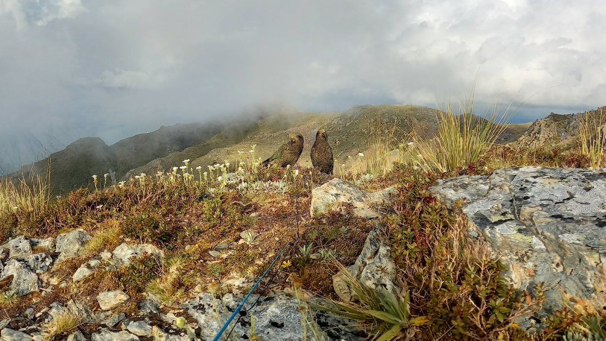 We're proud of PhD student Jodanne Aitken, who has co-authored a preliminary study that could go a long way towards helping to protect our precious kea. Learn all about her work here: lincoln.ac.nz/news-and-event…