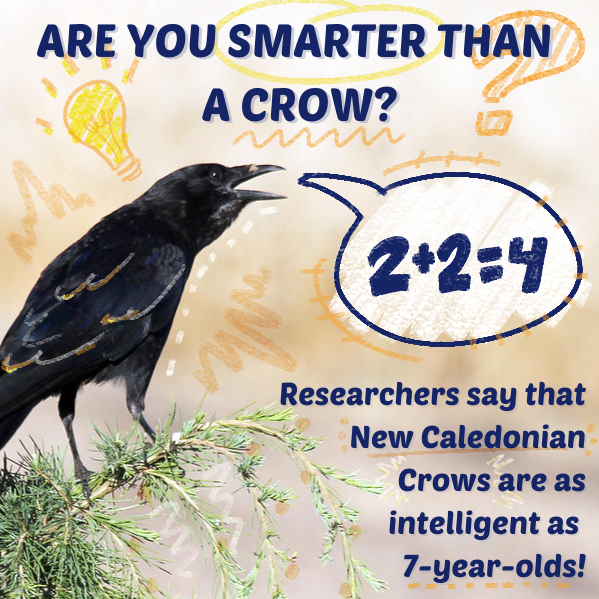 But can they do my work?

Tags: #bird #birds #animals #birdtwitter #birdfact #birdfacts #birdsofprey #MadeWithUnity #IndieGameDev #indiegame #gamedev #indie #indiedev #gamedev #games #videogames #steamgame #steam #unitygames #crows #CorvidLove #corvid