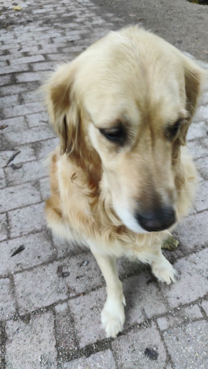 Nikolaus Forgó tweet media