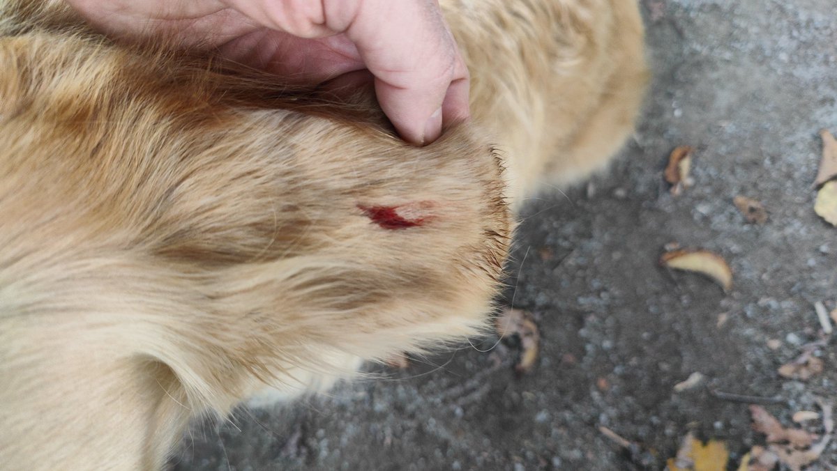 Nikolaus Forgó tweet media